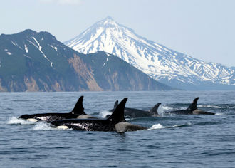 Whale capaign