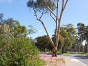 Kings Park, Perth in Western Australia. Photo by Richard Madden