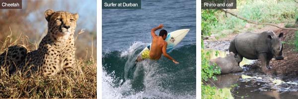 Cheetah, surfer & rhino with calf, KwaZulu-Natal. Photos by Richard Madden and Durban Tourism