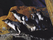 Little penguins, South Australia. Photo by South Australia