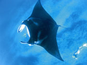 Manta Ray, Western Australia. Photo by Tourism Western Australia