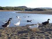 Ducks at Binimel La, Menorca. Photo by Menorca Tourist Board
