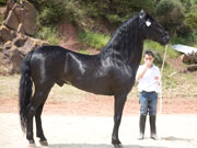 Menorcan horse. By Nick Haslam