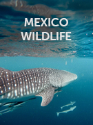 Mexico wildlife guide