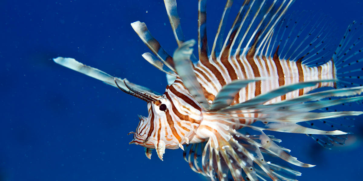 Lionfish photo by prilfish/Flickr