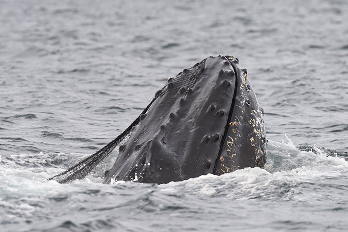 Whale caught in net