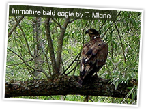 Immature bald eagle, New York State. Photo by T. Miano