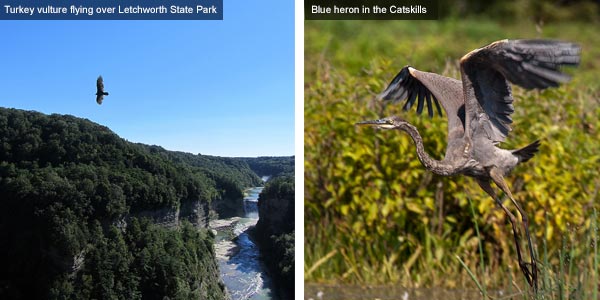 Turkey vulture and blue heron, New York State. Photos by Catherine Mack