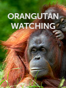 Orangutan vacations