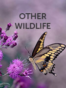 Other wildlife vacations