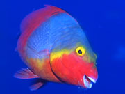 Parrotfish, Lanzarote. Photo by Lanzarote Tourist Board