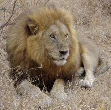 Lion, Kruger & Swaziland safari