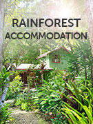Rainforest accommodation vacations Rainforest accommodation vacations