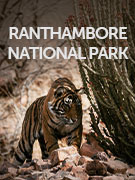 Ranthambore vacations Ranthambore vacations