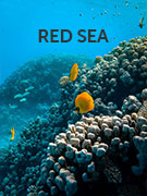 Red Sea vacations