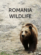 Romania wildlife guide