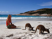 Kangaroos at Luck Bay, Western Australia. Photo from Tourism Western Australia