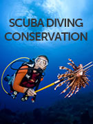Scuba diving conservation vacations Scuba diving conservation vacations