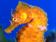 Seahorse, Lanzarote. Photo by Lanzarote Tourist Board