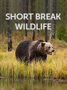 Short wildlife vacations