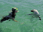 Snorkeller with seal, South Australia. Photo by South Australia Tourist Board
