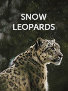 Snow leopard tracking vacations