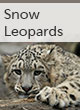 Snow leopard tracking