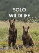 Solo wildlife vacations Solo wildlife vacations