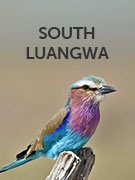 South Luangwa vacations South Luangwa vacations