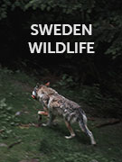 Sweden wildlife guide