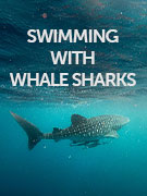 Swimming with whale shark vacations