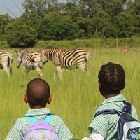 Children watching zebra