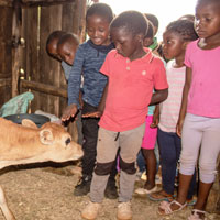 Children meeting a calf