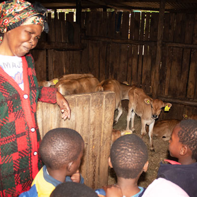 Calves in a barn