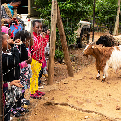 Children watching goat