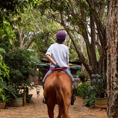 Horse with rider