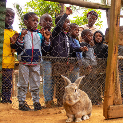 Children looking at rabbit