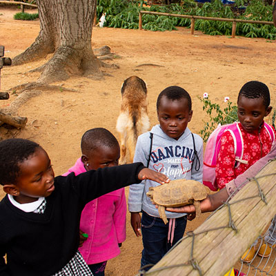 Children looking at tortoise