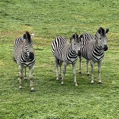 The kids learn about the wildlife