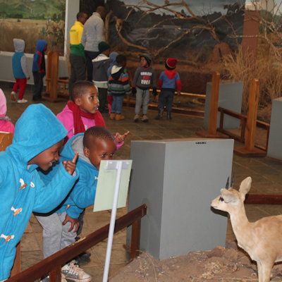 Looking at the stuffed animals