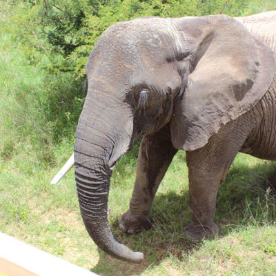 Elephant