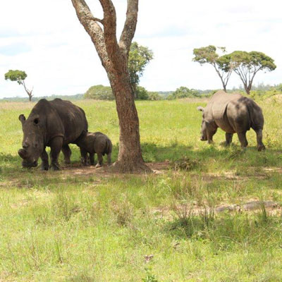 Rhinos