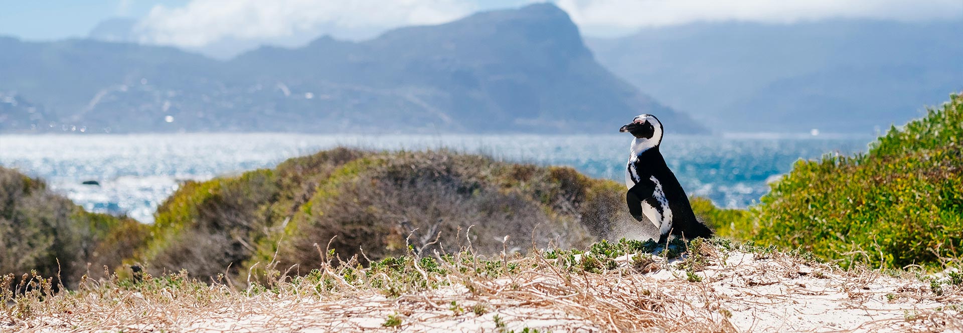 how-to-see-penguins-in-the-wild