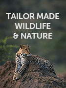 Tailor made wildlife & nature vacations Tailor made wildlife & nature vacations