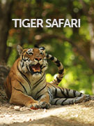 Tiger safaris vacations