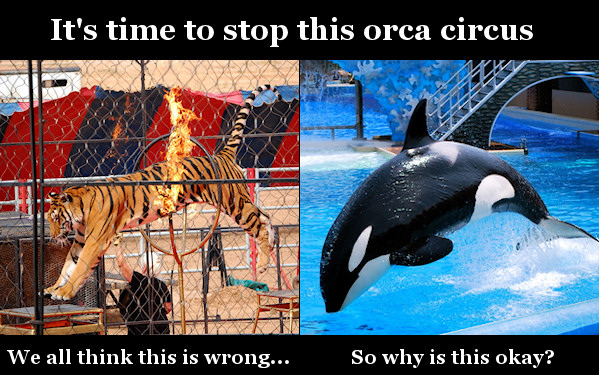 Say no to Orca circuses