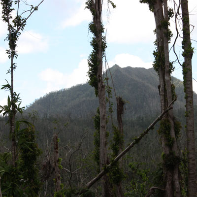 trees