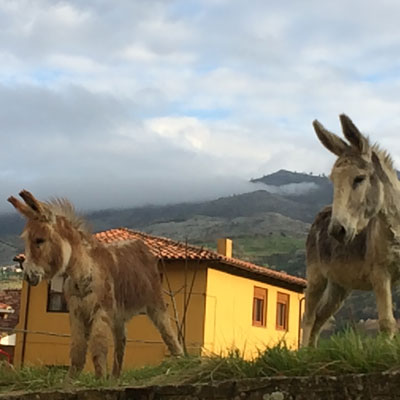 donkey