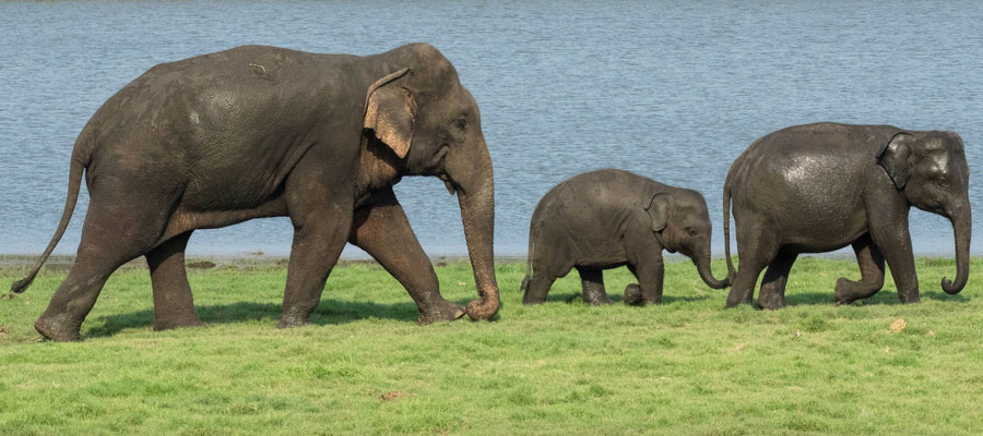 Elephants, Sri Lanka