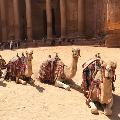 Camels